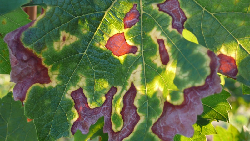 Weinblatt Gesundheit 2050