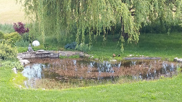 Enten Teich