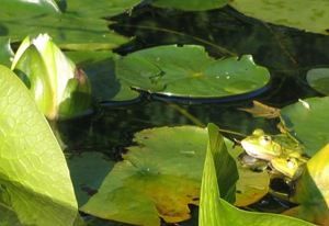 froesche - seelenpartner